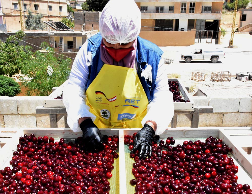 Planning for Success in Lebanese Agriculture with Integrated Pest Management